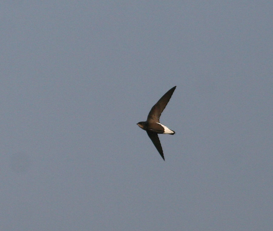 Silver-backed Needletail