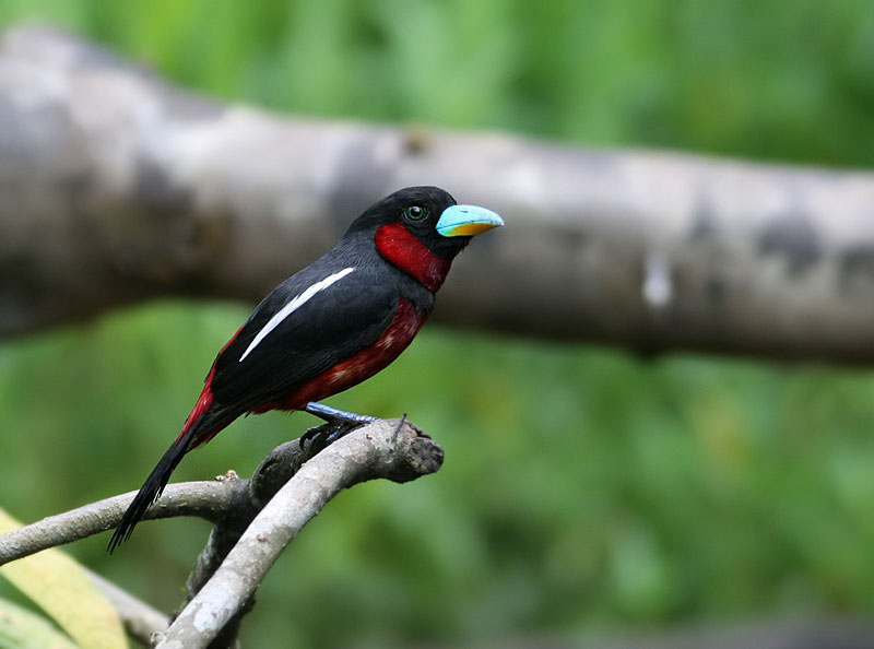 Black-red Broadbill