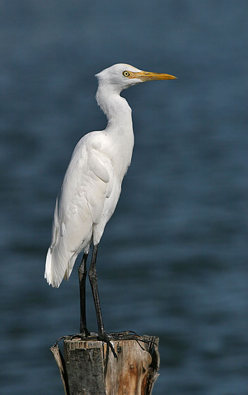 Cattle Egret