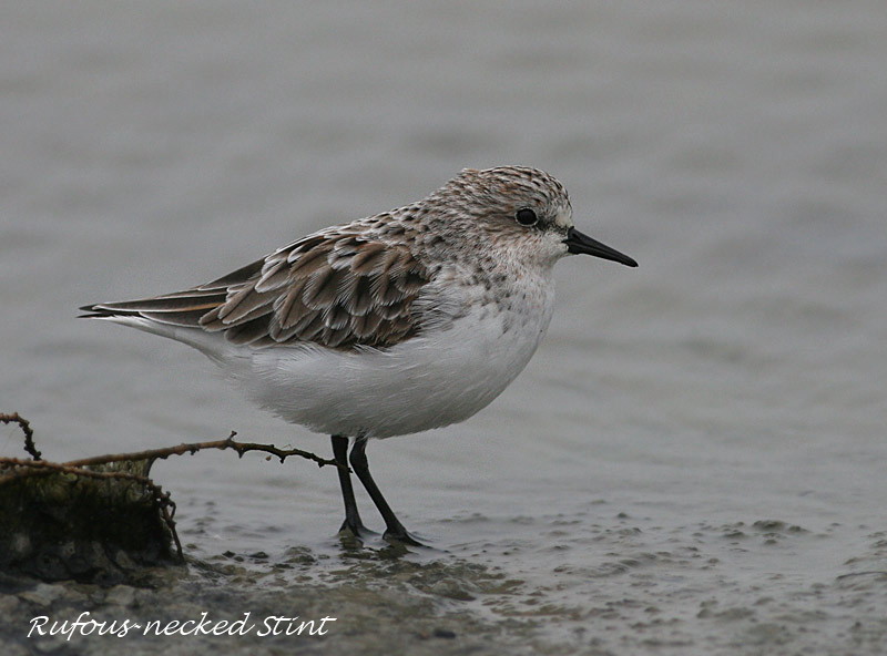 Red-necked Stint
