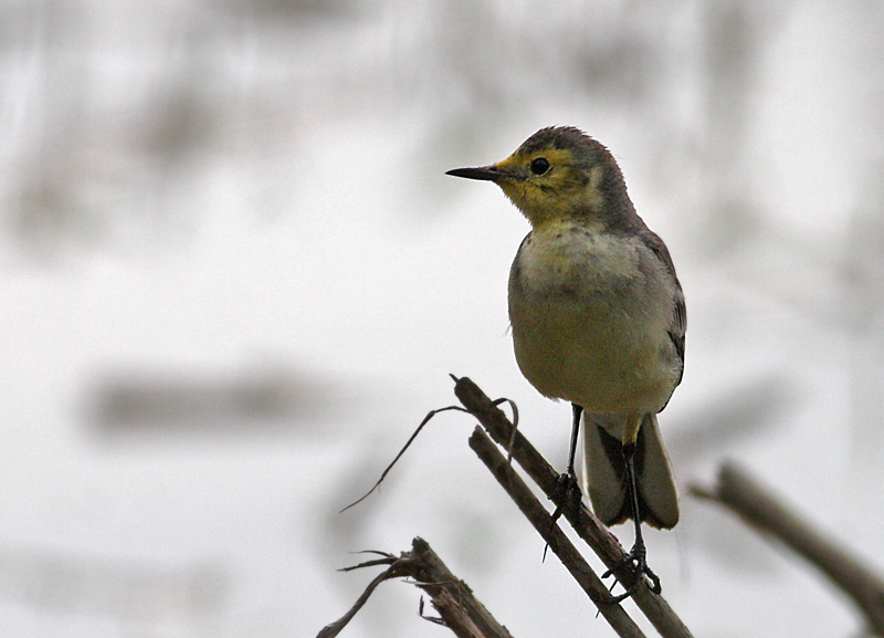 Citrine Wagtail