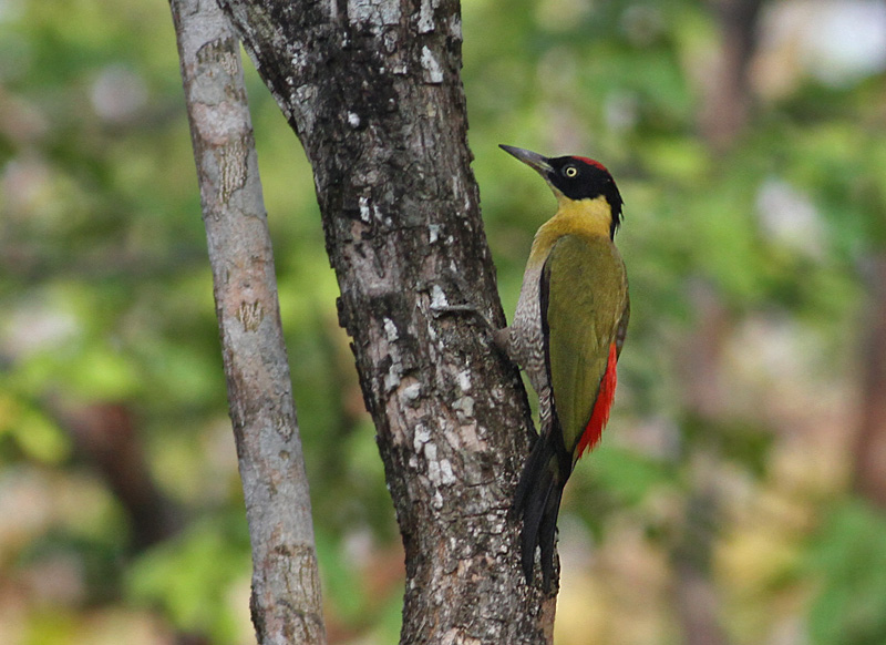 Black-headed Woodpecker