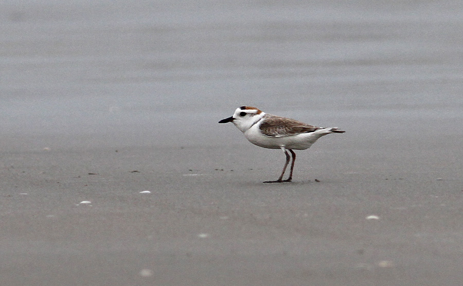 White-faced Plover