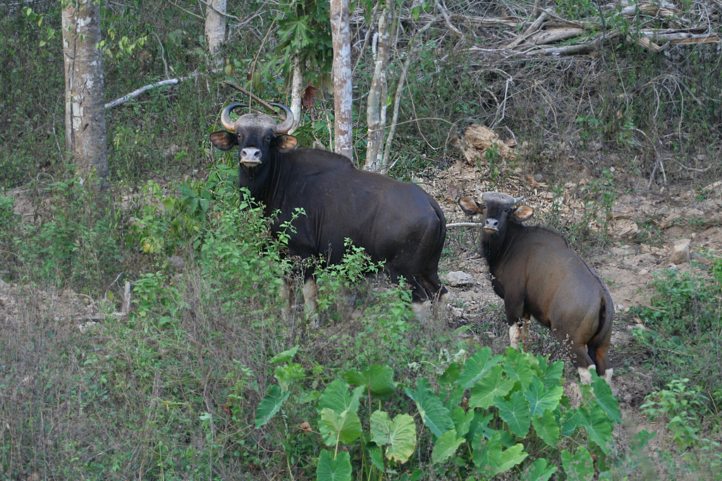 Gaur