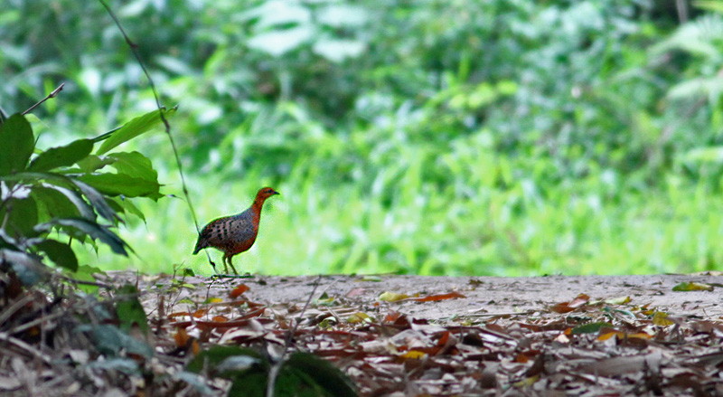 Ferruginous Wood Partridge