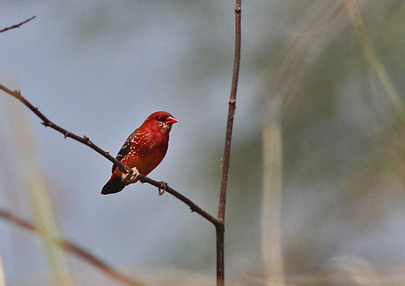 Red Avadavat, male