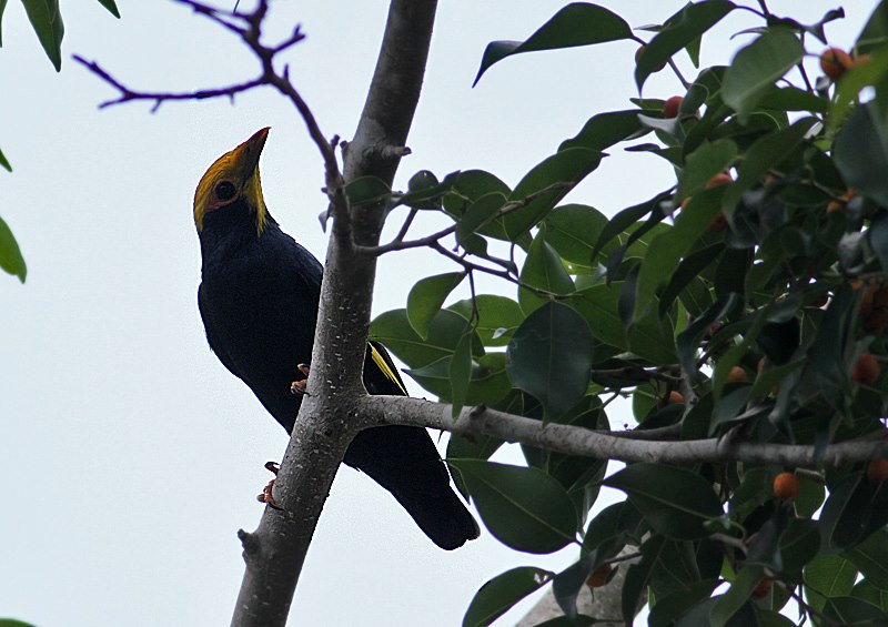 Golden-crested Myna