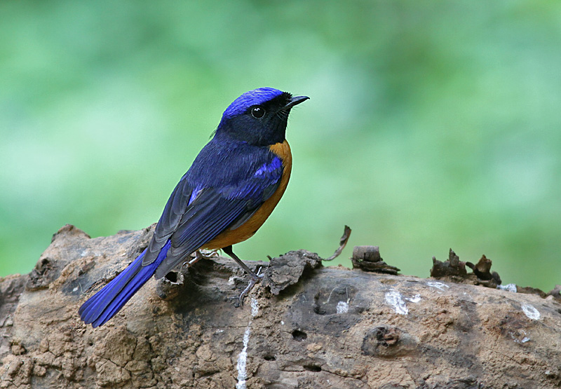 Rufous-bellied Niltava