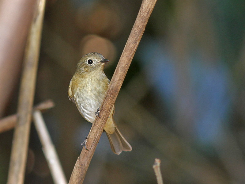 Slaty-blue Flycatcher