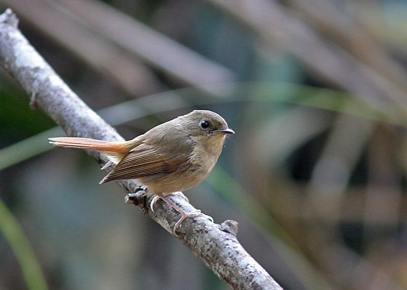 Slaty-blue Flycatcher