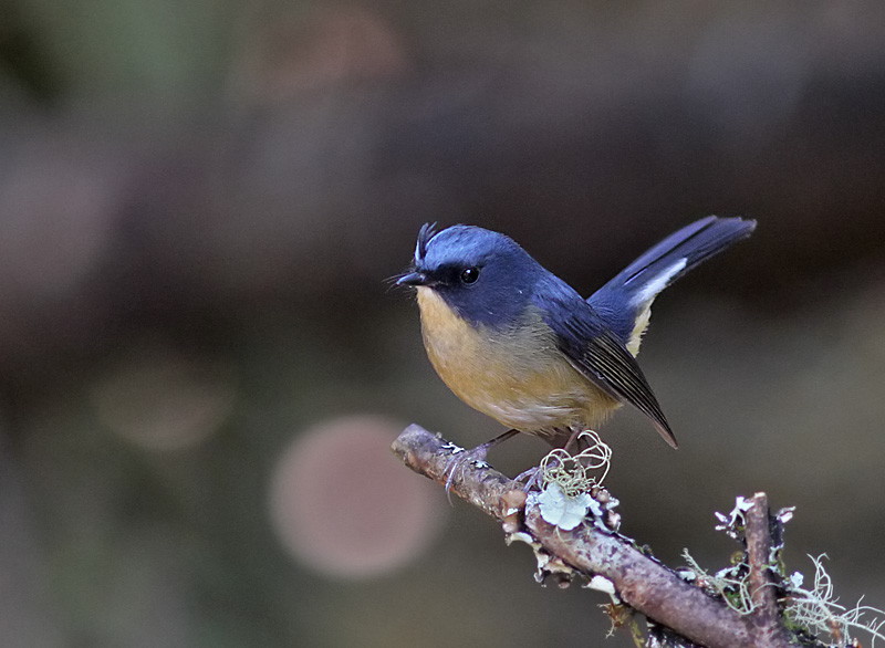 Slaty-blue Flycatcher