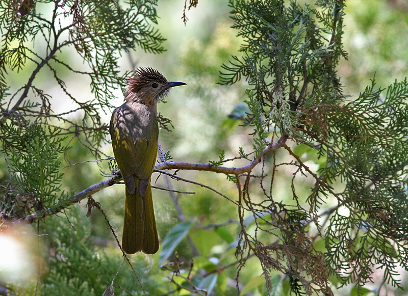 Mountain Bulbul