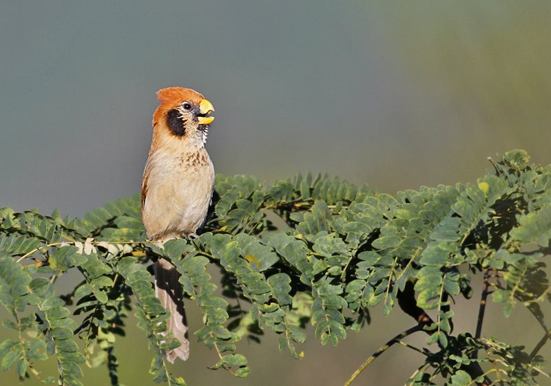 Spot-breasted Parrotbill