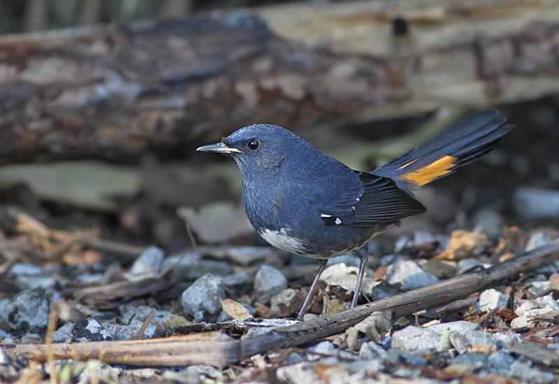 White-bellied Redstart