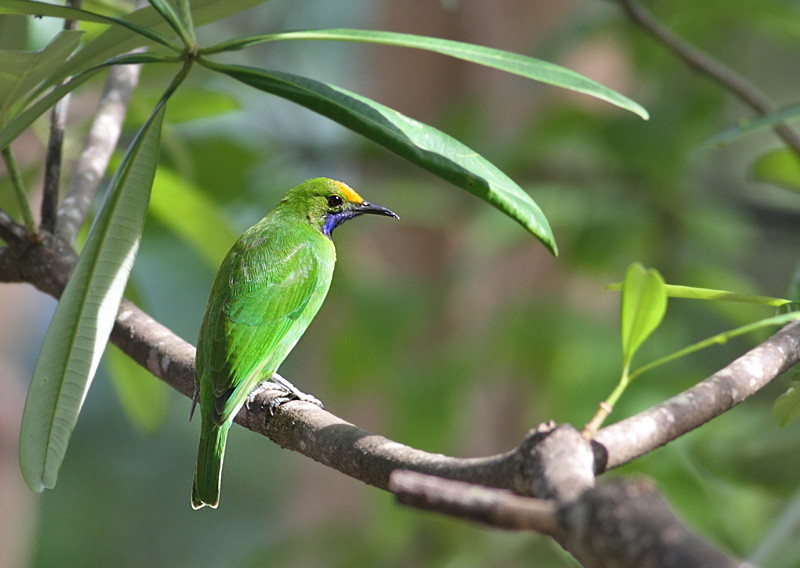 Gold-fronted Leafbird