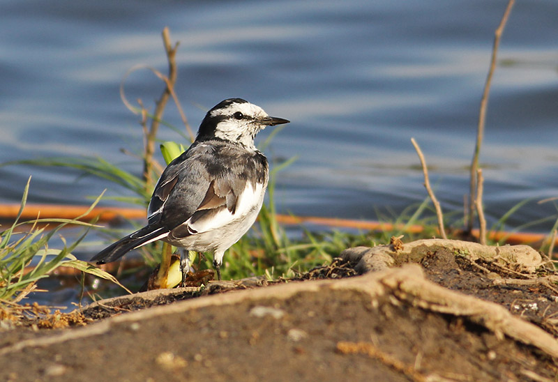 White Wagtail