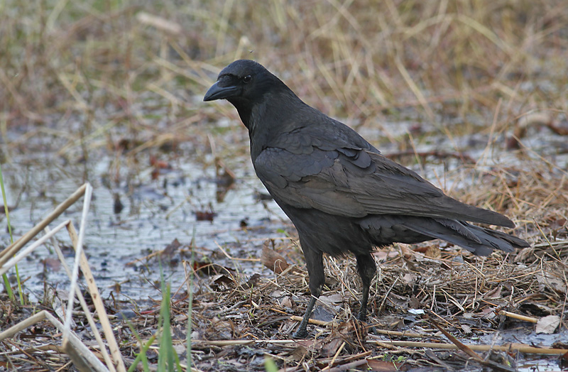 Carrion Crow