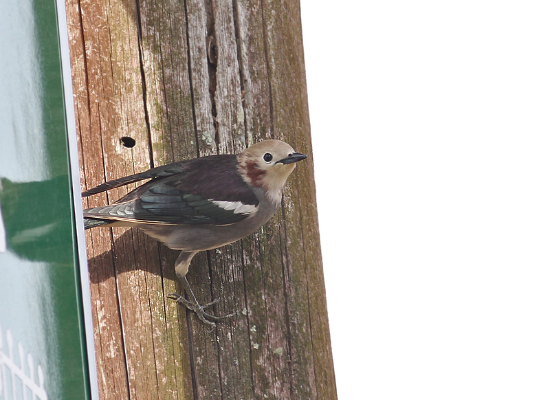 Chestnut-eared Starling