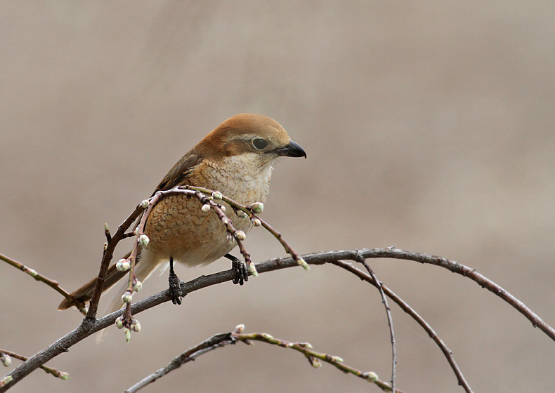 Bull-headed Shrike