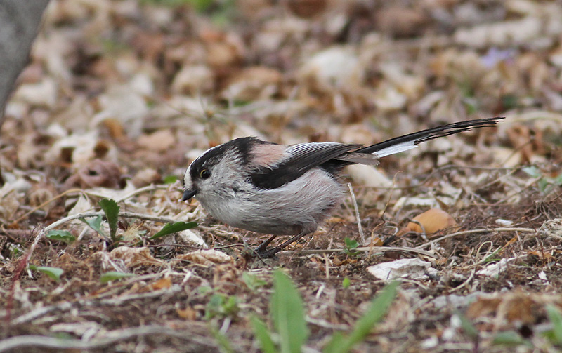 Long-tailed Tit