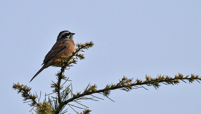 Meadow Bunting