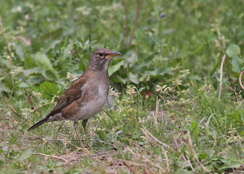 Pale Thrush