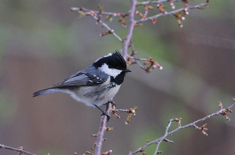 Coal Tit