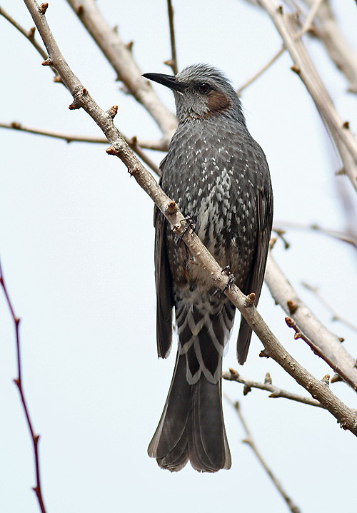 Brown-eared Bulbul