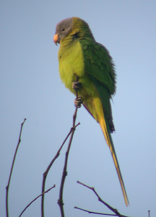Blossom-headed Parakeet, female