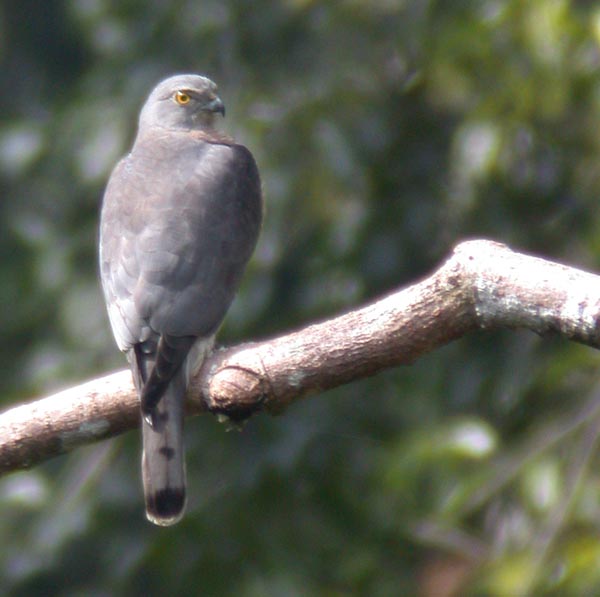 Shikra