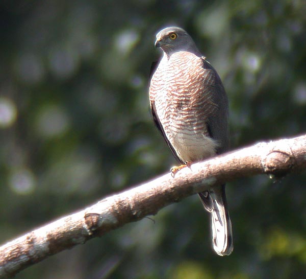 Shikra, female