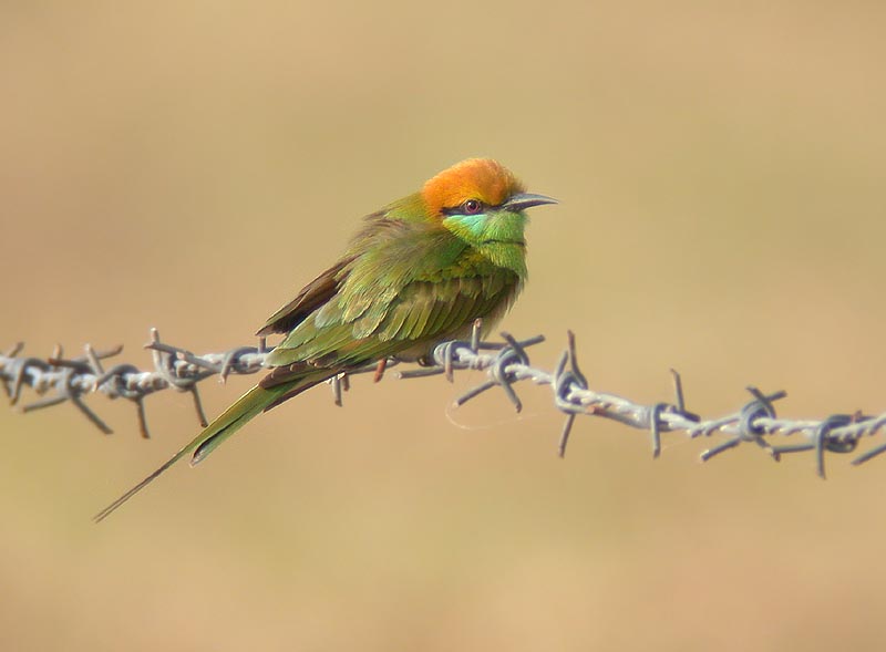 Little Green Bee-eater