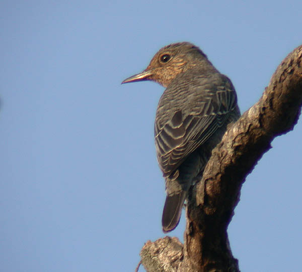 Blue Rock Thrush, female