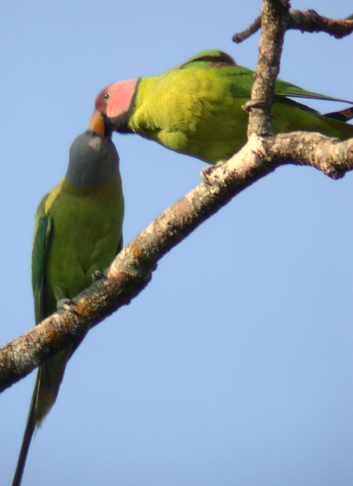 Blossom-headed Parakeets