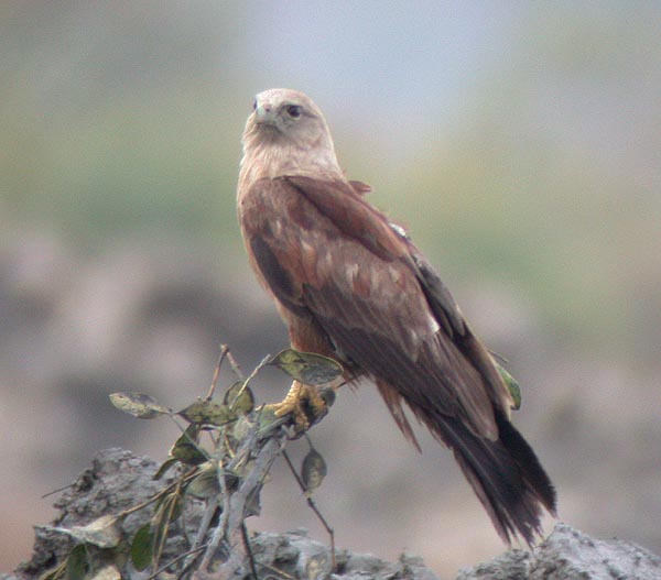 Brahminy Kite