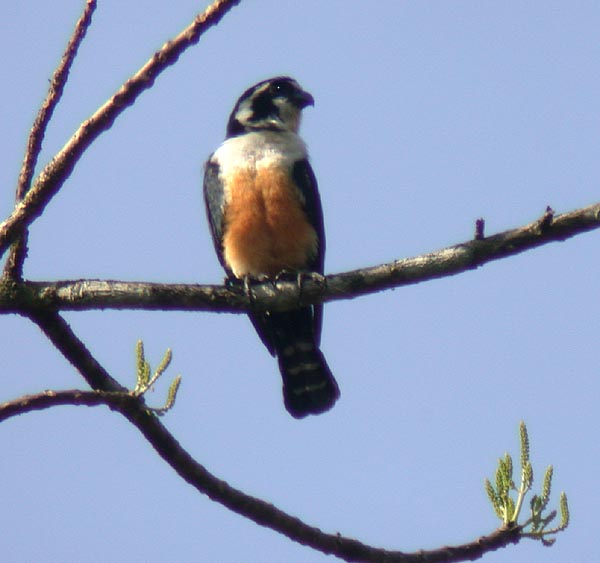 Black-thighed Falconet