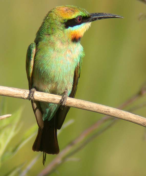 Rainbow Bee-eater