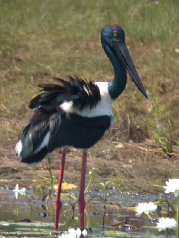 Jabiru