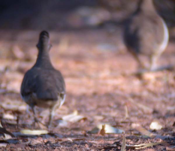 Partridge Pigeon (on the run!)