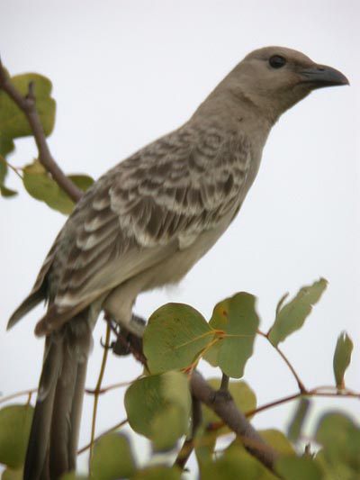 Great Bowerbird