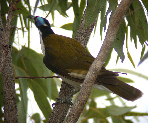 Blue-faced Miner