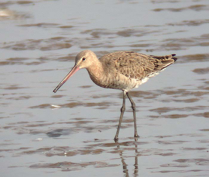 Scolopacidae (Godwits, Dowitchers, Sandpipers, Stints etc)