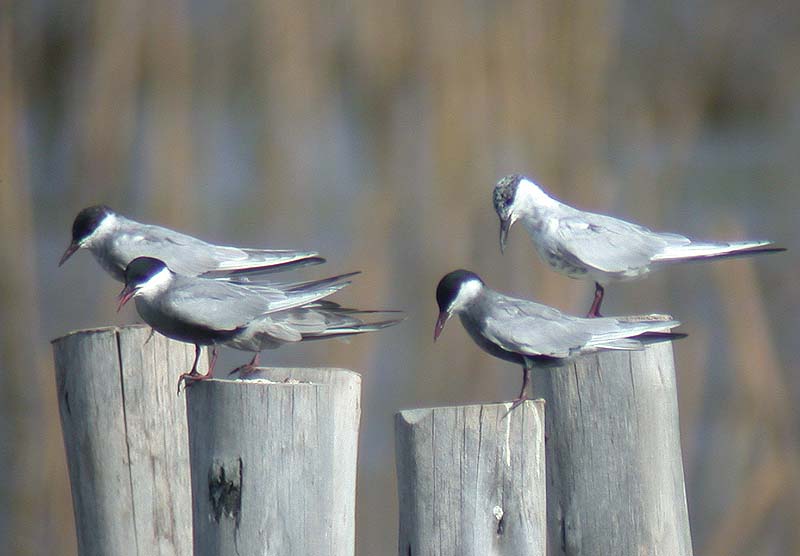 Whiskered Terns