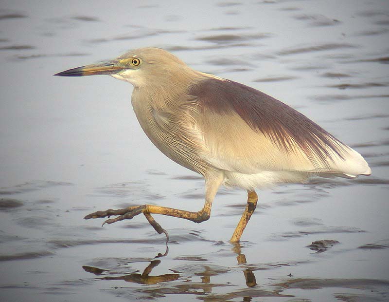 Indian Pond Heron