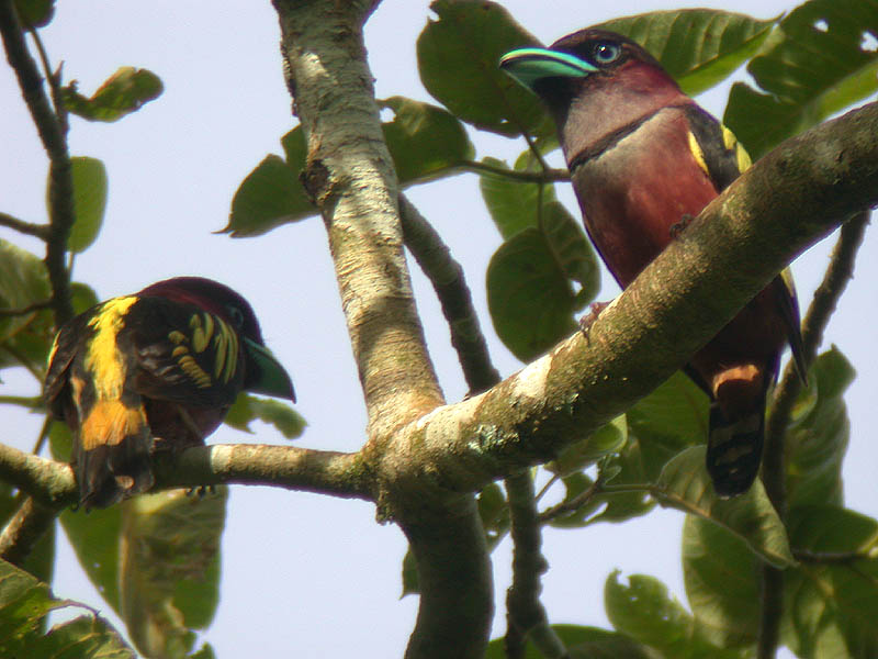 Banded Broadbills