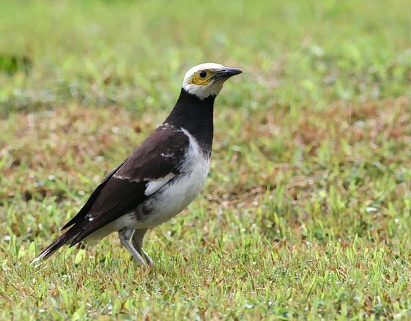 Black-collared Starling