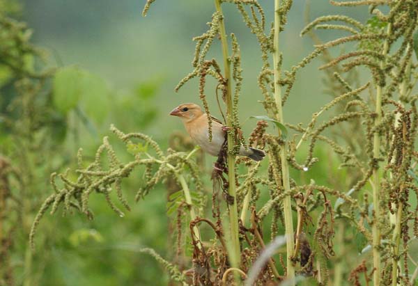 Baya Weaver, fem