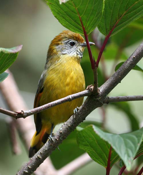 Chestnut-tailed Minla