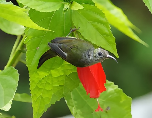 Black-throated Sunbird, female