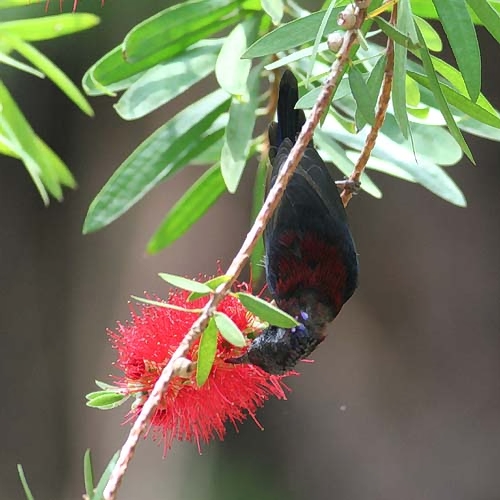 Black-throated Sunbird, male